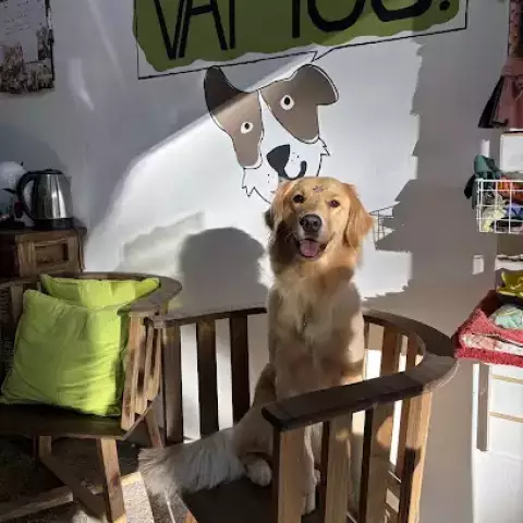 VAMOS